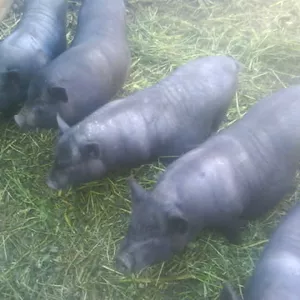 Вьетнамские свиньи, поросята