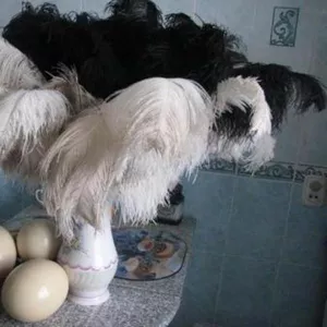 Продам яйцо,  мясо,  жир,  кожу,  перо африканского страуса