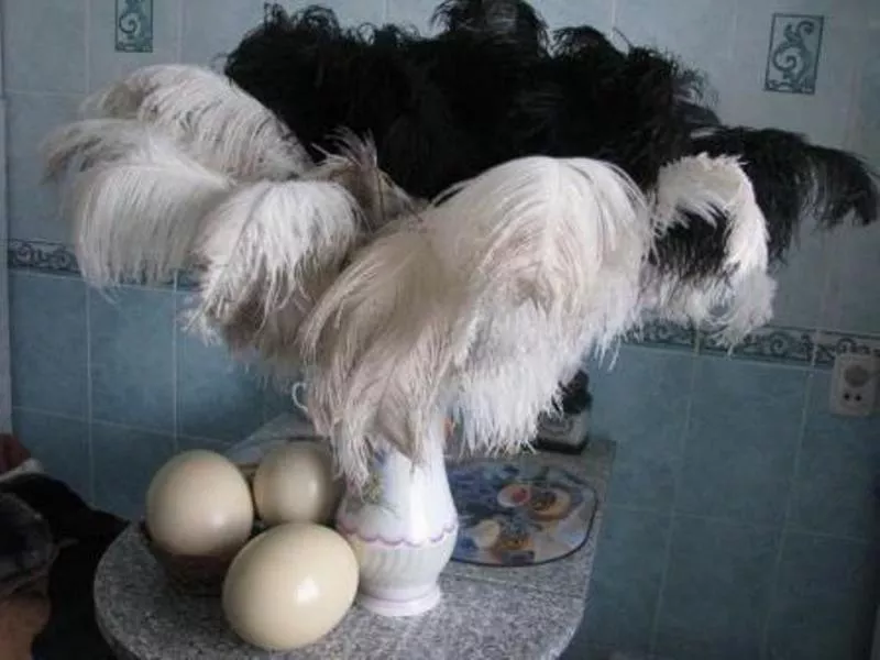 Продам яйцо,  мясо,  жир,  кожу,  перо африканского страуса